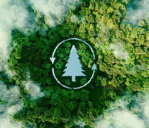 Trees from above
