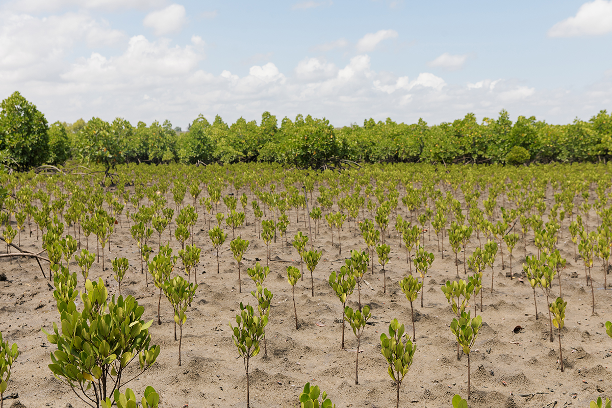 A field of sprouts in Kenya for a soon-to-be mangrove forest.