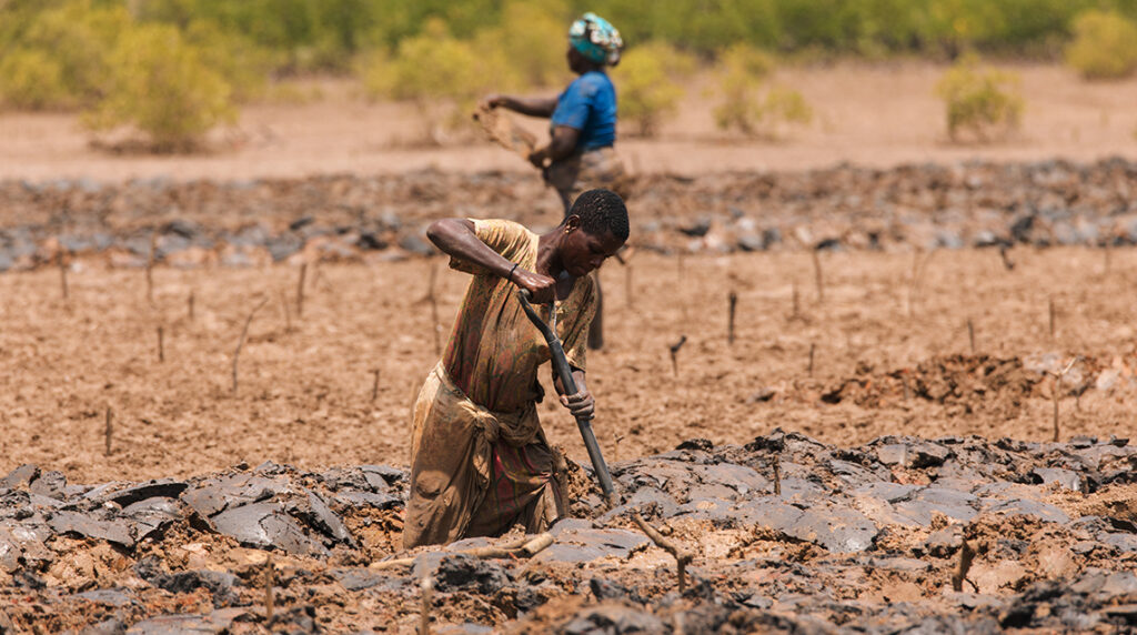 Volunteers in Kenya replanting the mangrove forest.