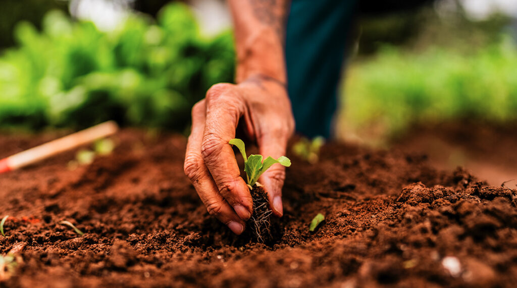 Older gentleman's hand planting a tree seedling in the ground.