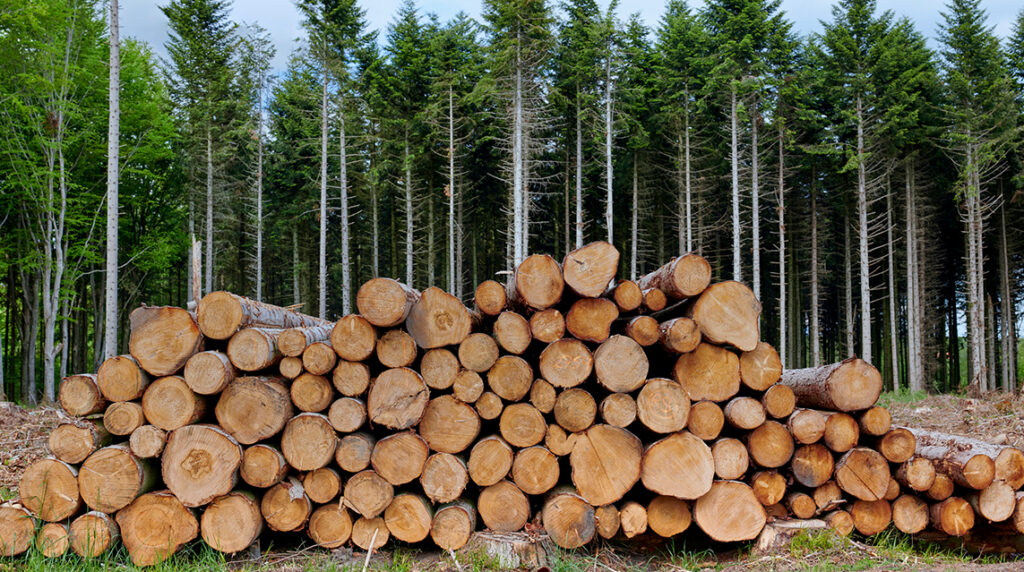 A stack of logs deforested from a nearby wooded area.