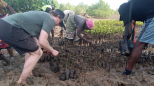 Community members and volunteers plant young mangrove seedlings in muddy coastal wetlands as part of a reforestation and ecosystem restoration project.