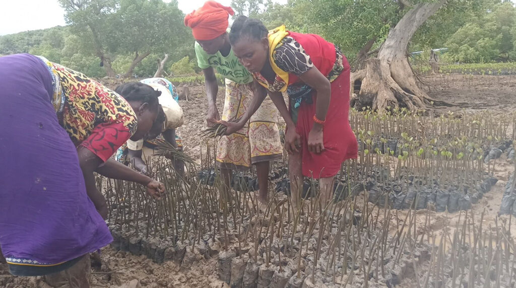 Women in Africa planting seedlings.